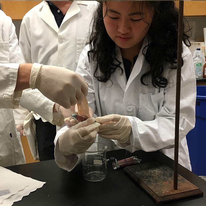 Kelly Qiu working on pig intestine (Photo by Maureen Rouhi)