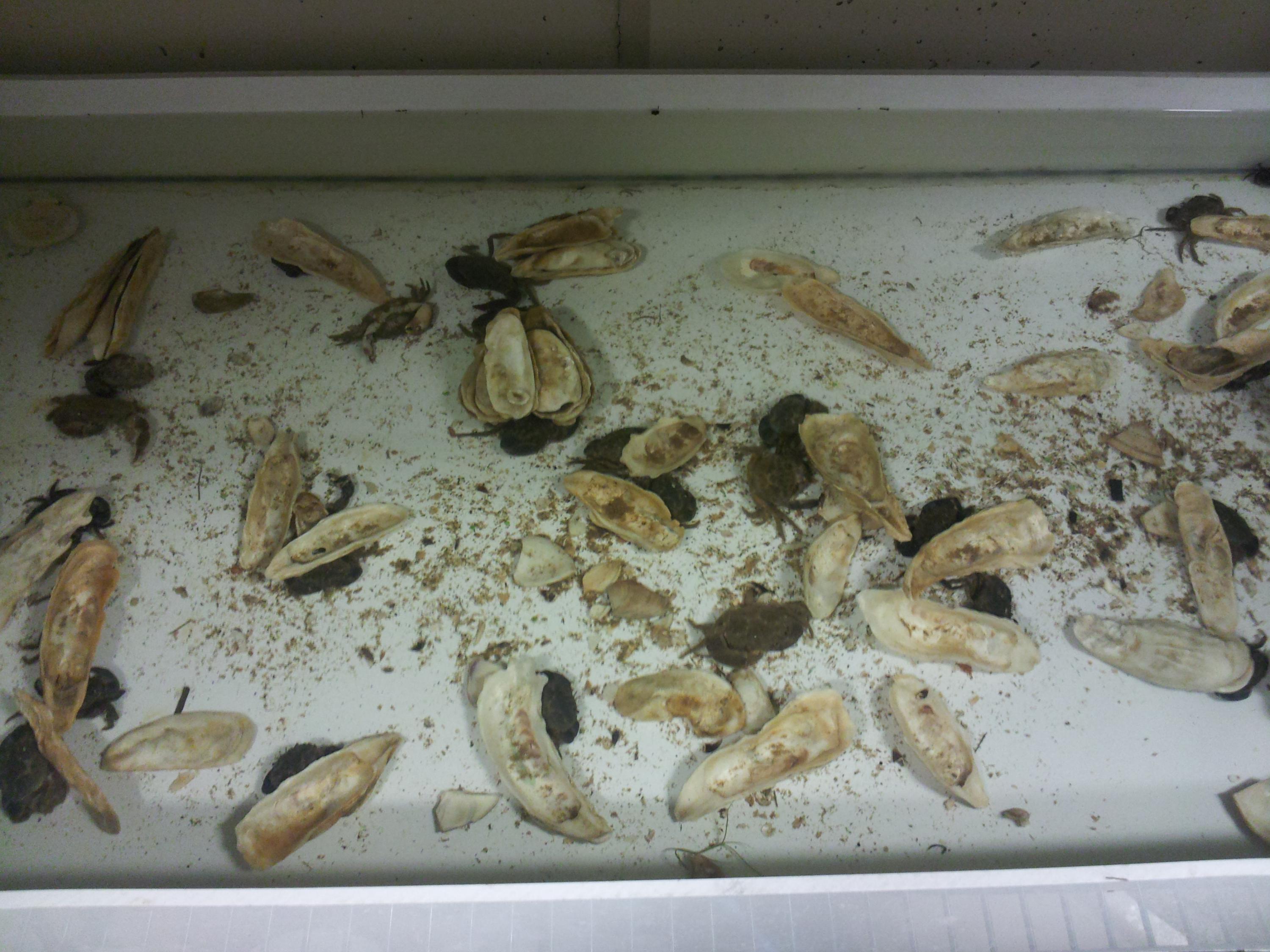 Mud crabs hide from urine chemicals